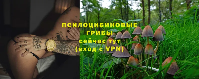 Галлюциногенные грибы Psilocybe  мега ссылки  Жуковка 